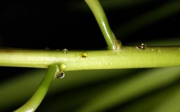 Sticky drops on orchid flower stalk