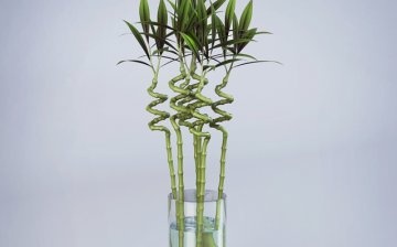 Bambus în apă