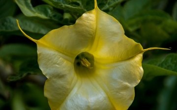 Brugmansia yellow