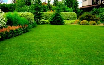 Perfect lawn