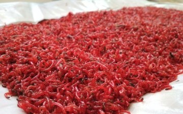 How to breed bloodworms