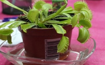 How to water a Venus flytrap