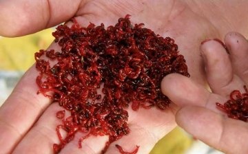 Live bloodworm in hands
