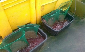 Rinsing bloodworm