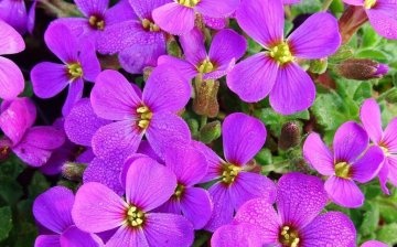 Aubriet flowers close-up
