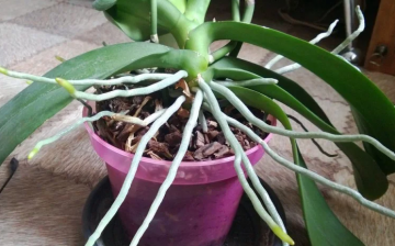 What to do if there are too many aerial roots