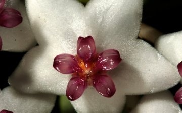 Flower close up