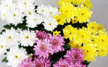 Colored chrysanthemums