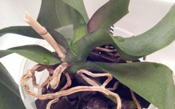 Aerial roots dry out