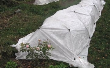 Non-woven fabric for covering roses