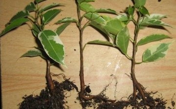 Transplanting rooted ficus cuttings