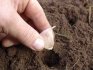 plantarea usturoiului