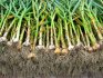 cum să plantezi usturoi