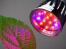 LED Plant Light