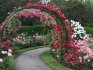 Growing and caring for a rose on an arch