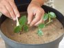Înrădăcinarea butașilor este o etapă importantă în dezvoltarea unei plante.