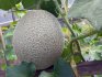 Growing conditions and care for melons in the greenhouse