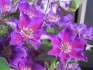 Uses of Clematis Ashva