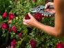 Pruning rose bushes