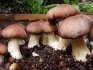 Growing porcini mushrooms in the country