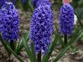 Tips for good hyacinth care