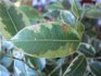Ficus diseases: types and causes