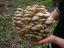 Growing oyster mushrooms in the country