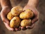 Dutch technology for growing potatoes