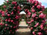 Arches for roses: benefits