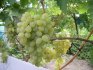How to plant grapes correctly