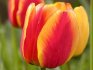 Tulip Apeldoorn