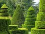The essence of topiary art