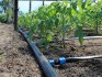 Installation of an automatic irrigation system