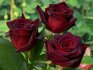 Popular varieties of garden roses