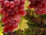 Recomandări pentru viticultorii începători
