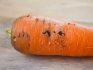 Dăunători de morcovi, tipurile lor