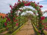 Arches for roses