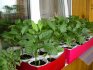 What seedlings are grown on windowsills