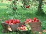 Tipuri și descrierea celor mai bune soiuri de măr pentru creștere