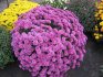 Chrysanthemum spherical