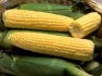 Sweet corn: description and useful properties