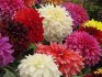 The main classes and varieties of dahlia