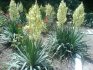 Types of garden yucca and their description