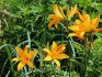 Features of Middendorf daylily
