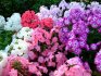 The best varieties of phlox for autumn planting
