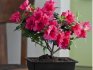 Optimal conditions for keeping azaleas in winter