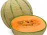 Description of cantaloupe melon