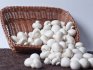 Methods for harvesting and storing mushrooms