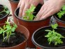 Growing tomato seedlings without picking and with picking