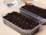 Sowing seeds for seedlings
